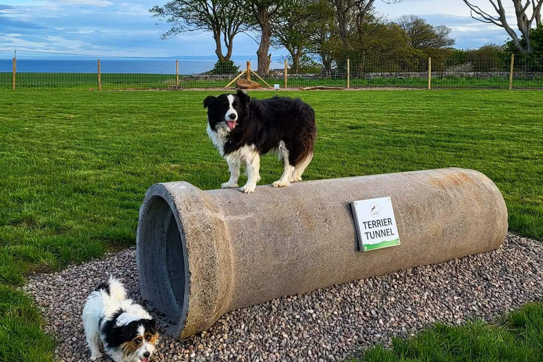 Two dogs in a dog park, one is standing on a large pipe with the label terrier tunnel.